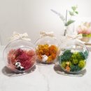 공기정화 스칸디아모스 만들기 이미지