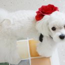 디자인바이펫 이미지