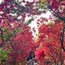 전주곤지중학교 | 전주 완산칠봉꽃동산 철쭉 만개🌸 강아지랑 핑크카펫 산책 다녀왔어요! 주차장 팁, 현재 개화 상황