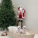 모모티디 독 쌀롱 반려견 미용 계림점 이미지