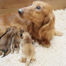 예빈켄넬 이미지