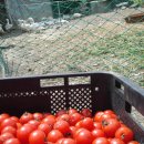 백자골농원 이미지