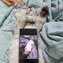김포 고양이 중성화 시기 비용 회복 기간 후기