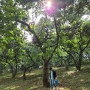 대야주유소 | [경기] 군포 부곡동 아이들과 밤 체험 솔직후기 (위치, 가격, 준비사항)