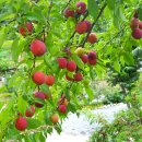 황토마루 이미지