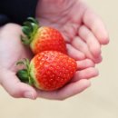 행복한 딸기농장 이미지