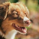 시흥24시센트럴동물의료센터 이미지