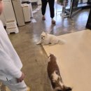 미어캣인더시티 | 서울근교 아이와가볼만한곳 김포 미어캣인더시티 김포동물카페 후기