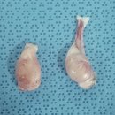 블루동물종합병원 이미지