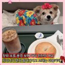5959 내강아지 | 건대 애견동반 카페 커스텀커피 단골이 된 이유, 베이글과 카페라떼 맛집 내돈내산 후기