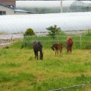 신태인목장 이미지