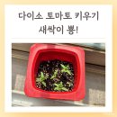 새싹유치원 | 다이소 토마토 키우기 새싹 씨앗 발아 2주 한 달 후기