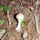 제18회-백석봉의버섯. 이미지