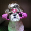 머리하는 날 이미지