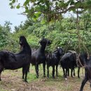 약산흑염소 이미지