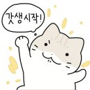 고양이묭실 이미지