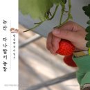화방축산 | 논산 다나딸기농장 아이랑 함께 딸기따기체험 내돈내산후기