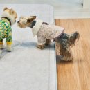 (주)마루펫 이미지