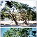 만지송 Daum카페
