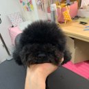 영천애견미용 이미지