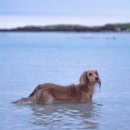 참견(犬) 네이버블로그