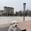 왕왕애견샵 네이버블로그