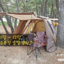 장사해수욕장(솔밭) 이미지