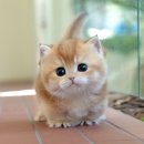 그루밍 플래너 이미지