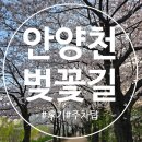 안양천 | 목동 오목교 데이트 나들이, 안양천 벚꽃길 개화 상황&amp;후기, 주차팁