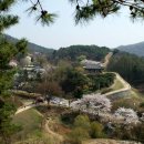 4월12일 상당 산성 벚꽃 이미지