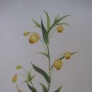 꽃그림 보타니컬 색연필화 이미지