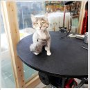 진접애견미용 이미지