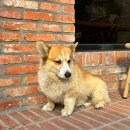 작은마을, 작은숲 이미지