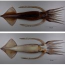 연체동물도감 - 두족綱 - 개안目 - 살오징어科 - 뉴지오징어 이미지