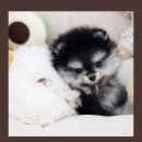 강남고양이 분양 히어로펫 | 반려동물분양 추천 잇다펫 강아지분양 고양이분양 강남점 깔끔한 매장 귀여운 아가들