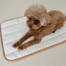 폭신 | 강아지 쿨매트 추천 폭신한 듀라론 쿨매트 사용 후기 고양이 여름 쿨매트