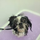 동그란 멍멍이 이미지