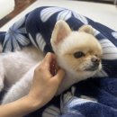 보들보들 유치원 이미지