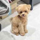 까리하개 이미지