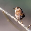 도사왕족발보쌈 이미지