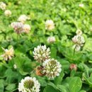 클로버 카카오 검색결과