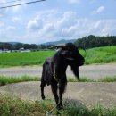 산지흑염소 이미지