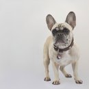 부천종합동물병원 이미지