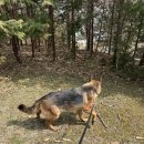 주민이네 복실강아지 | 2026 - 5 / 텐퍼센트 아사이베리, acc, cpp립밤키링, 무가보, 투썸 말초생, 스벅신메뉴