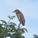 보르네오 섬의 새49 - Rufous night heron 이미지