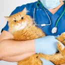 (주)휴벳 | 11월 24, 25(휴진안내) : 안면도 유기견,유기묘중성화수술자원봉사 안면도보령해저터널개통축하