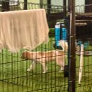 오블리&화이트펫 이미지