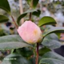 천중농장 이미지