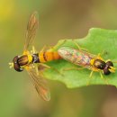 신비한 자연(곤충)의 세계 100 - 사랑은 아름다워~ 이미지