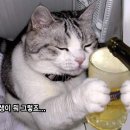 다도서
